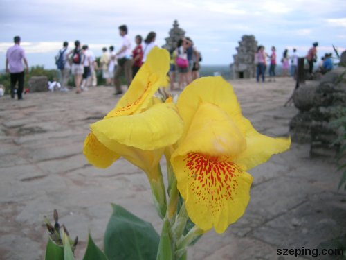 1-flower.jpg
