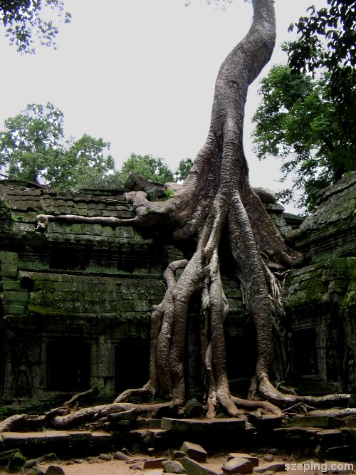 2-tree-2.jpg