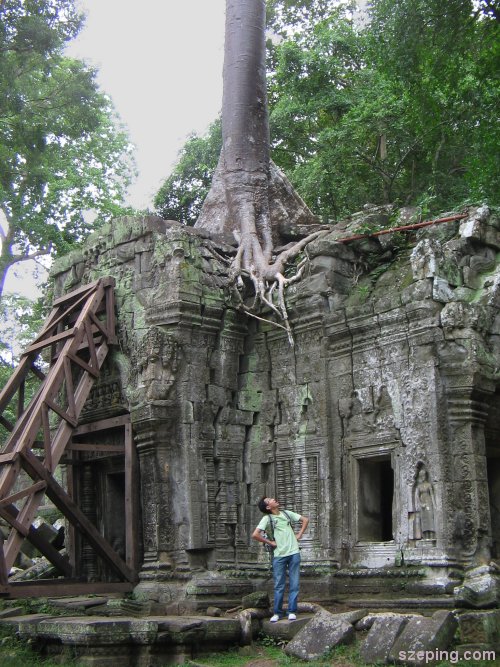 2-tree-3.jpg
