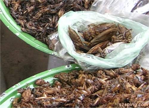 3-bugs-zoom.jpg