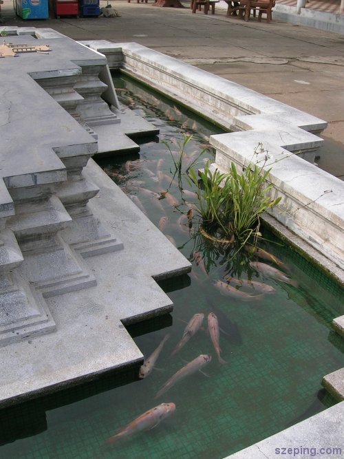 4-fish-pond.jpg
