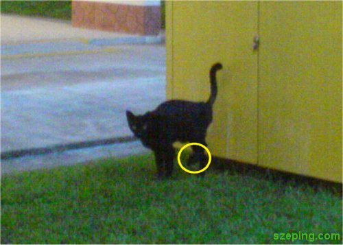 3-legs-cat-1.jpg