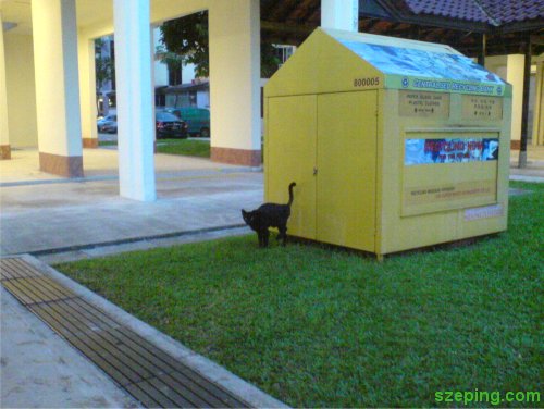 3-legs-cat-ov.jpg