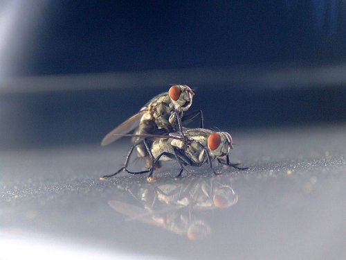 fly5.jpg
