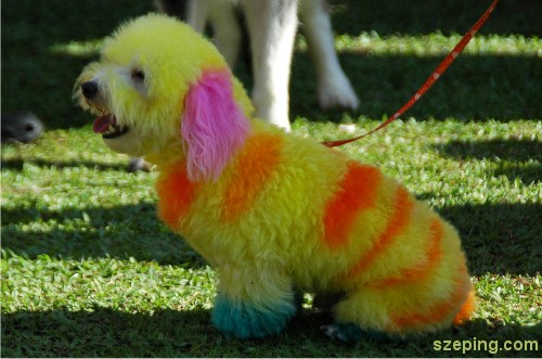 colour-dog.jpg