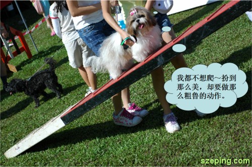 dog-climb.jpg