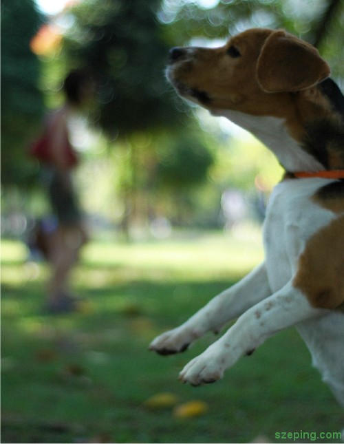 dog-jump.jpg