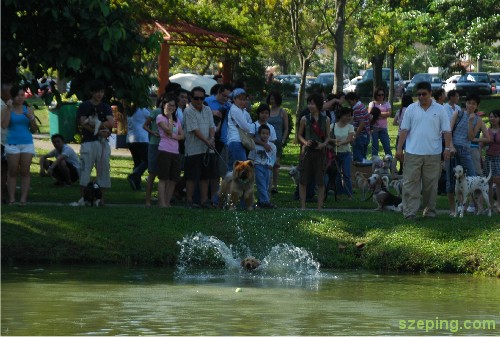 dog-retrieve-1.jpg