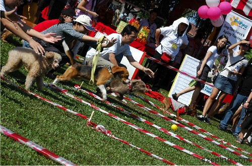 dog-run-2.jpg