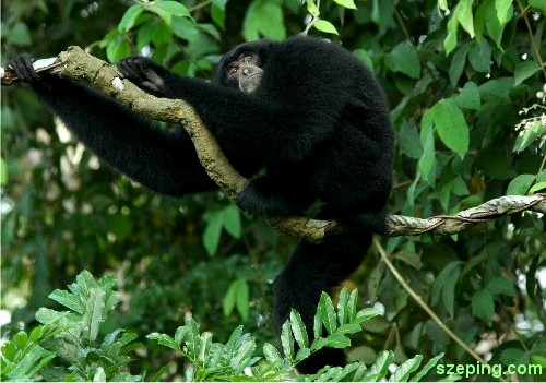 gibbon.jpg