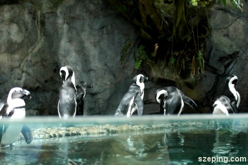 penguins.jpg