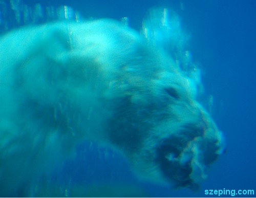 polar-eat.jpg