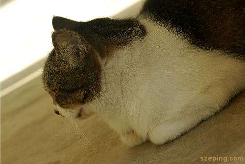 cat.jpg