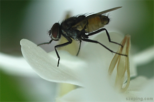 fly-flower.jpg