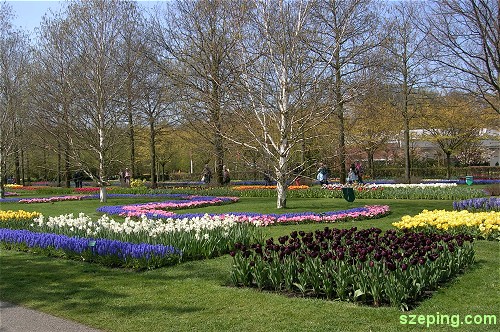 keukenhof_flowers8.jpg