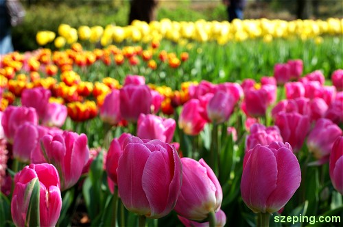 keukenhof_flowers9.jpg