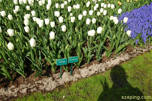 keukenhof_self1.jpg