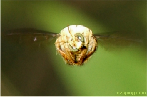 bee2.jpg