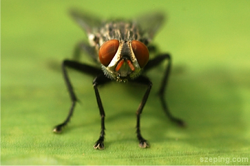 fly.jpg