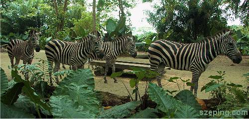 zebra1.jpg