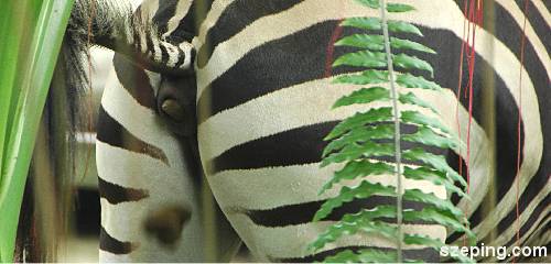 zebra3.jpg