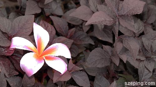 flower_02_rs.JPG