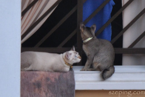hdb_cat1.jpg