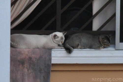 hdb_cat2.jpg