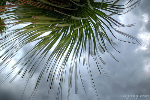 leaves_hdr.jpg