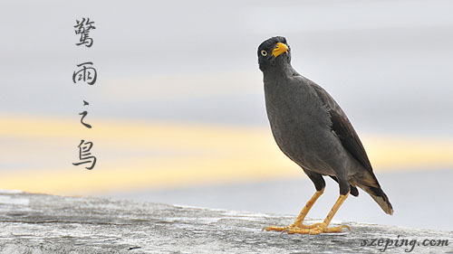 bird_scare.jpg