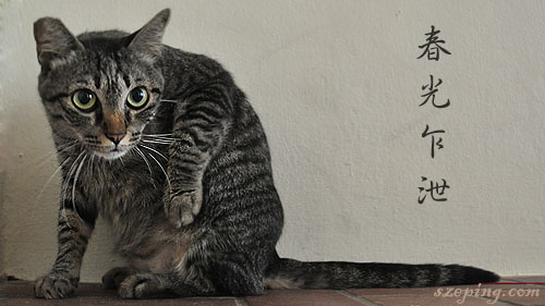 cat_zg.jpg