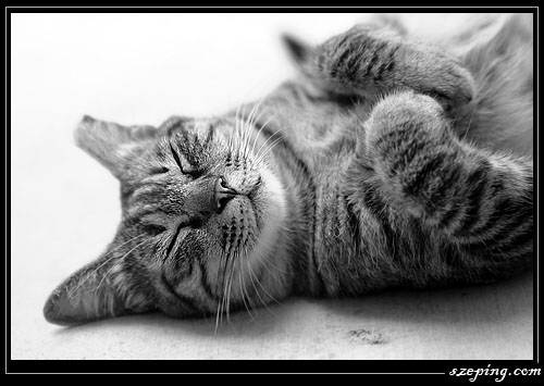 cat-sleep2.jpg