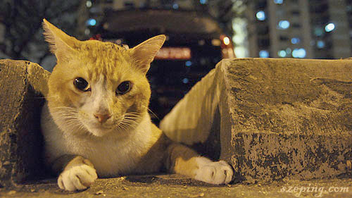 cat_bishan2.jpg