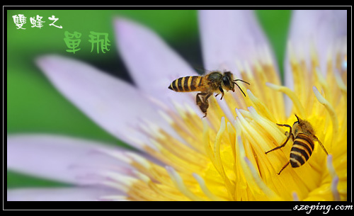 bees_02.jpg