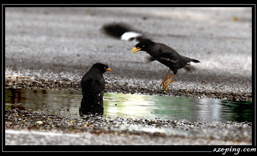 birds02.jpg