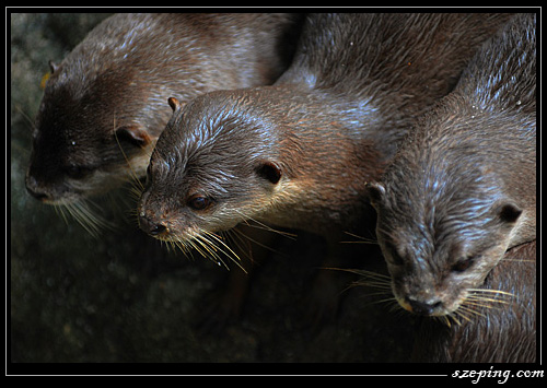 zoo_01.jpg