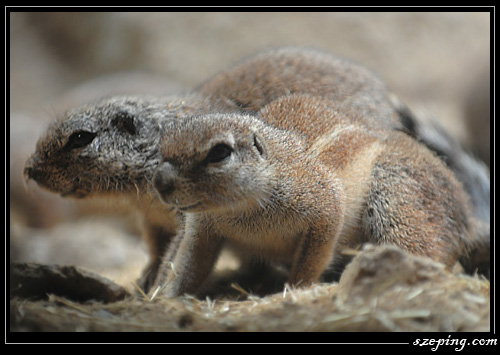 zoo_07.jpg