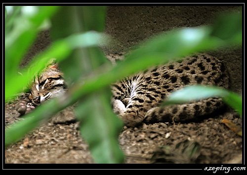 zoo_08.jpg