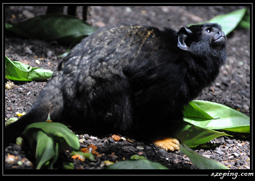 zoo_10.jpg