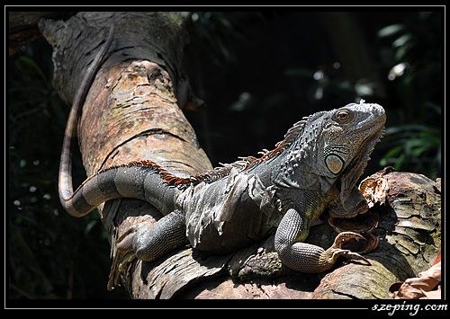 zoo_11.jpg