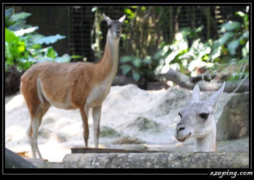 zoo_12.jpg