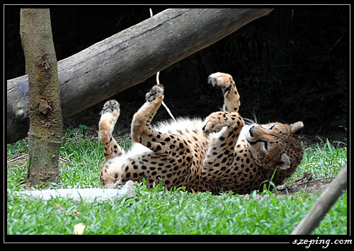 zoo_13.jpg