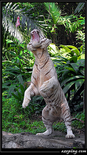 zoo_15.jpg