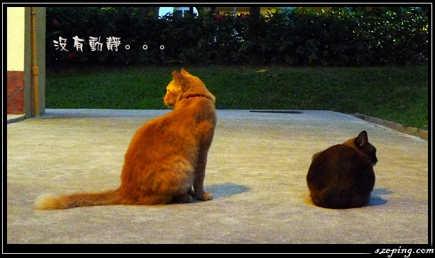 cat-story-1.jpg