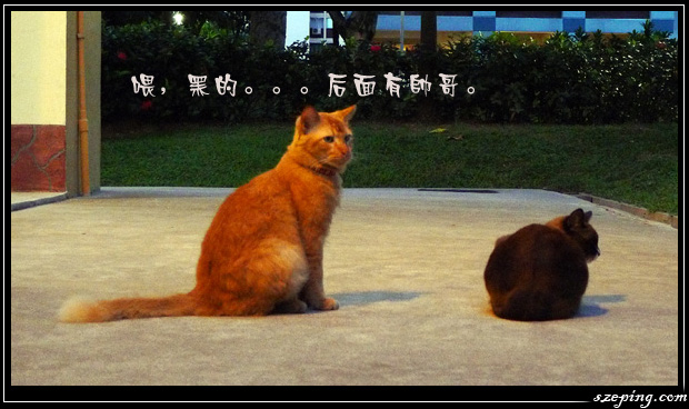 cat-story-2.jpg