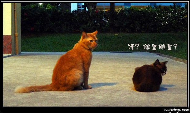 cat-story-3.jpg