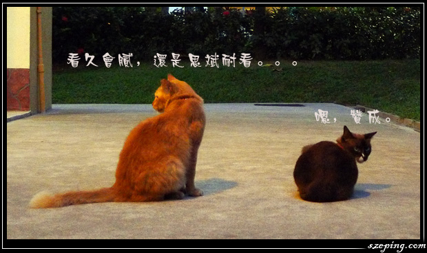cat-story-4.jpg