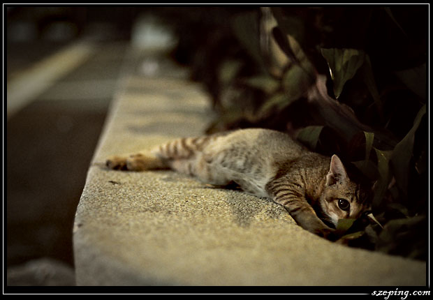 cat_kl.jpg