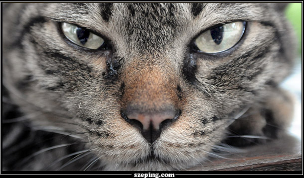xf-stare.jpg